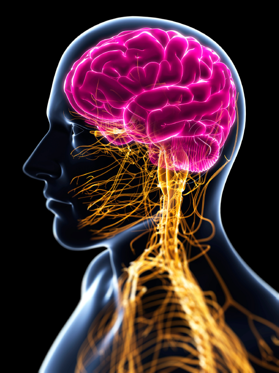 Multipl Skleroz Hastalarında Sitikolin Kullanımının Bilişsel Yorgunluk, Depresyon ve Anksiyete Üzerindeki Etkisi 4 2.Multipl Skleroz Hastalarinda Sitikolin Kullaniminin Bilissel Yorgunluk Depresyon ve Anksiyete Uzerindeki Etkisi